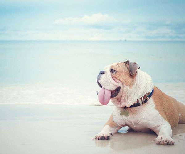 Pet Friendly Rentals on Hilton Head Island